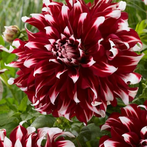 Plant in a Box - Dahlias - Set de 3 Bulbes - Dahlia 'X-Factor' - Floraison Abondante - Plante d’Extérieur