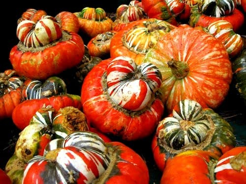 Pumpkin Turk’s Turban 10 Seeds Ornamental Decorative Turban Squash Mushroom Pumpkin Gourd Non-GMO