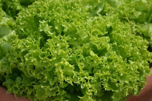 Buy4seeds 1500 Seeds Lettuce Lolla bionda Useful for Garden and Outdoor