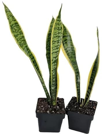 Duo de Sansevieria | DECOALIVE | Planta Serpiente, Lengua de Suegra o Planta Espada | Plantas de Interior Naturales muy Resistentes