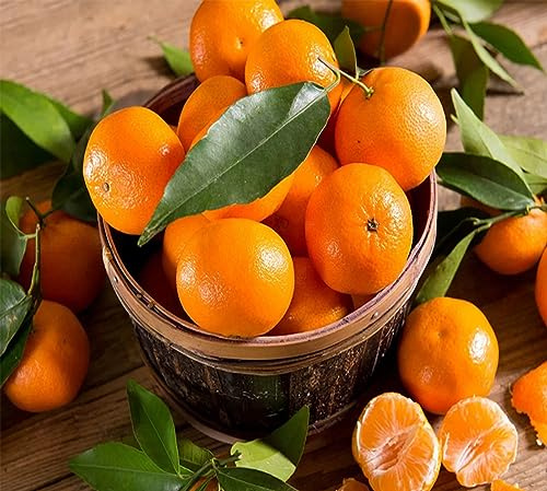 Agrumi OFFERTA A TEMPO: Kg.15 di CLEMENTINE di Corigliano-Rossano Calabria - Agrumi Mandarini Mandarancio