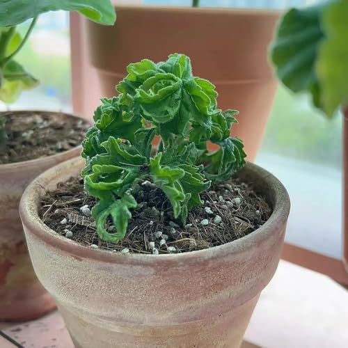 semi di geranio limone - giardino resistenti esotiche balcone selvatici 200pcs