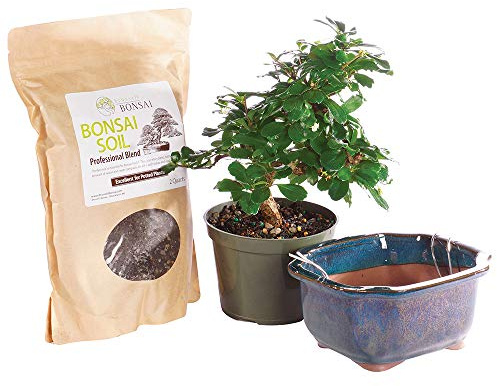 Brussel's Bonsai Live Fukien Tea Bonsai Tree Kit - Medium Indoor Bonsai Fukien Tree - Bonsai Kit with Ceramic Bonsai Pot and Bonsai Soil
