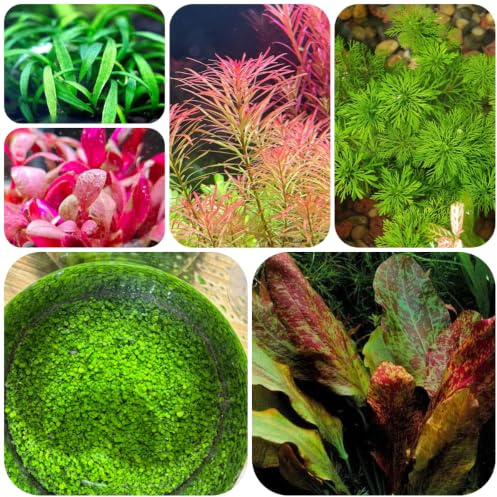 wassersamen teich - aquarium steingartenpflanzen minigarten für 200pcs