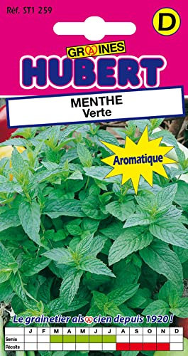 Graines de Menthe Verte - 0,1 gramme