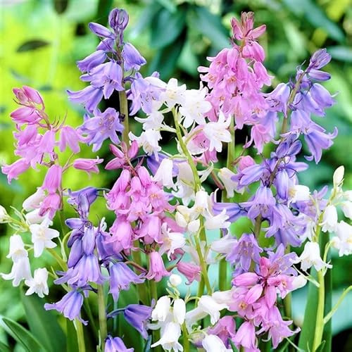 Votaniki Spanish Bluebell Mixture - Perennial Spanish Bluebells (Wood Hyacinth) Bulbs for Planting | Spring Flowering Bulbs, Bell Shaped Flowers - Easy to Grow (12 Pack)