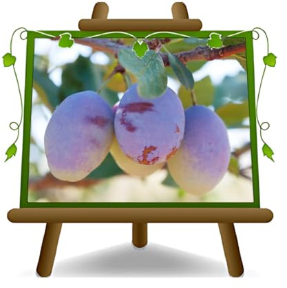 EURO PLANTS VIVAI Prunier Coscia di Monaca cuisse de Monaca de Velletri plante fruitière en pot 24/26 cm hauteur maximale 180 cm - Âge 4 ans