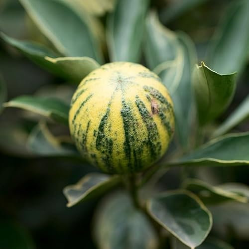 Vivai le Georgiche - Pianta vera di Limone Variegato Citrus x limon 'Variegata' - vaso Ø 20 cm - altezza alla vendita 40-60 cm