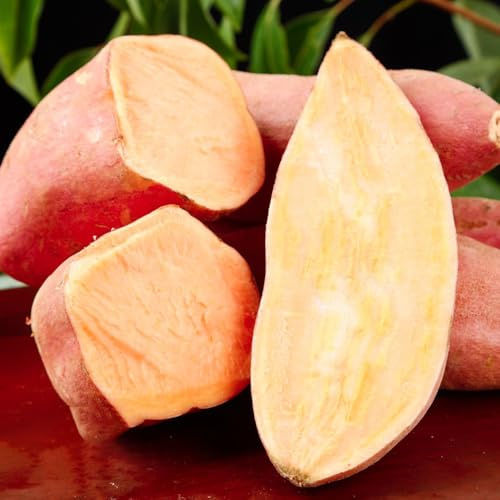 semillas de batata balcón de invernadero interior decoración rara resistentes decoraciones jardín exteriores orgánico interior exóticas Camas 60pcs