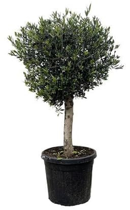 Olivenbaum – Olea Europaea Lorc 180cm – Ø50cm – Mediterrane Kübelpflanze mit silbergrünen Blättern – Edler Olivenbaum für Garten, Terrasse, Balkon & Wintergarten – Pflegeleicht