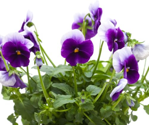 Viola Plants, 'Beaconsfield', 20 x Full Plant Pack, Bedding Plants, Violas, Outdoor Garden Ready and Ready to Plant, Premium Quality Flowers