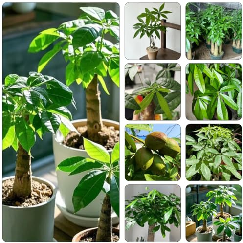 glückskastanie baumsamen winterharte stauden für pralle sonne grünpflanzen pflanzendeko balkon beet exotische zimmerpflanzen kräutersamen wildkräuter immergrüne gartenkräuter 4samen