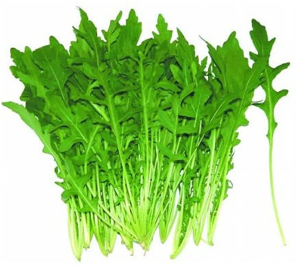Semillas Naturales de Rúcula Eruca Sativa Hierbas Naturales para Cultivo en Casa