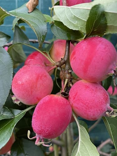 Miniapfel Gruschowka Omskaj,Kitaika,Apfelbaum Sibirische Renette,Грушовка Омсk
