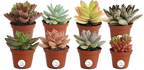 Pack de 8 Plantas Suculentas Mix Maceta 5cm Plantas Crasas Decorativas