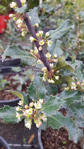 Ilex x meserveae 'Blue Angel’® / Houx arbustif femelle/Godet/Arbuste persistant