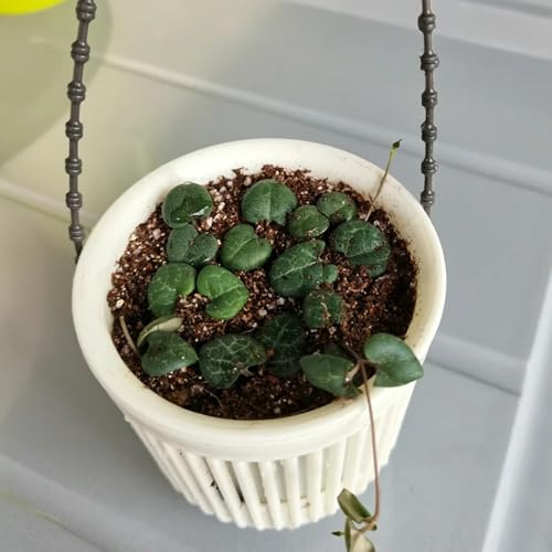 semillas de candelabro, Ceropegia woodii, extraño Jardín rocas 35pcs