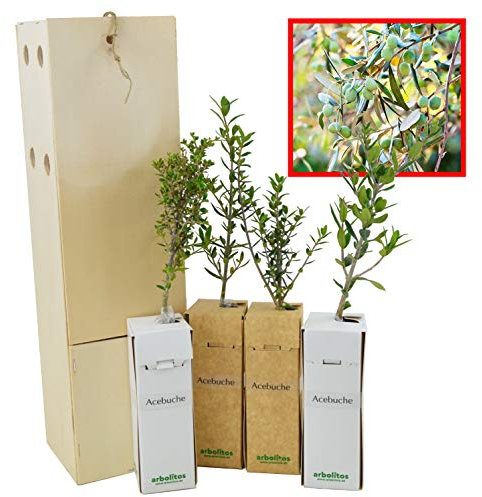 Wilder Ölbaum | Wilder Olivenbaum | Olivenstrauch | Junger Trieb, 30 cm, in einer wiederverwendbaren Holzkiste | 4 Einheit