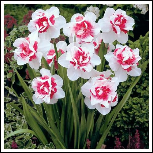 Mehrjährige Blumenzwiebel ist winterhart, Blumenzwiebel,Garden,Mysteriöse magische Glühbirne,Lebende Pflanzen,3years-8 Narzissen Zwiebeln-G