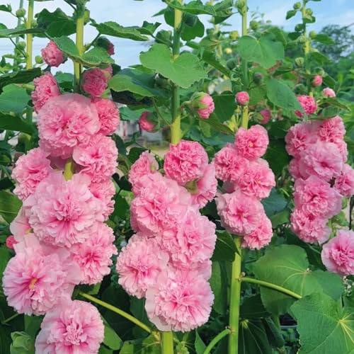 stockrosensamen winterhart, stockrose stauden mehrjährig bodendecker exotische bio 80pcs