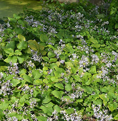Staudenclematis Praecox - Clematis jouiniana - lebende Gartenpflanze aus den Baumschulen