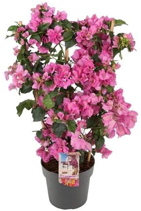 Bougainvillea NATURAL planta Ideal para la Terraza o el Jardín