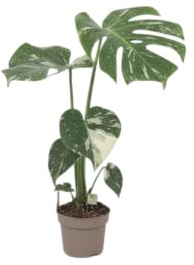 DECOALIVE Monstera Deliciosa Variegata Planta Excepcional con Hojas Marmoleadas de Gran Valor Decorativo