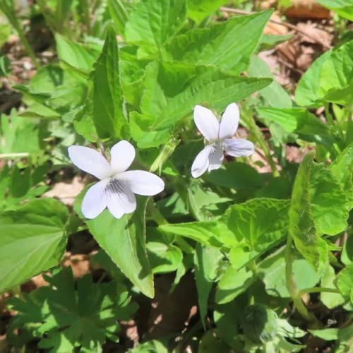 stauden Duftveilchen | 100samen Gartenbepflanzung