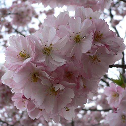 Japanische Säulenkirsche Amanogawa - Prunus serrulata 60-100 cm 5 Liter