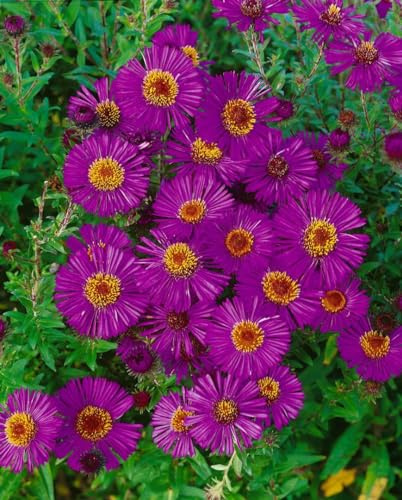 Aster novae-angliae 'Andenken an P. Gerber' 9x9 cm Topf – Winterhart, Mehrjährig, Pflegeleicht – Herbstaster – Staude für Beet & Rabatte