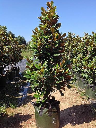 Magnolia grandiflora Gallisoniensis pianta sempreverde in vaso ø22/24 cm h 50/70 cm Vivaio di Castelletto