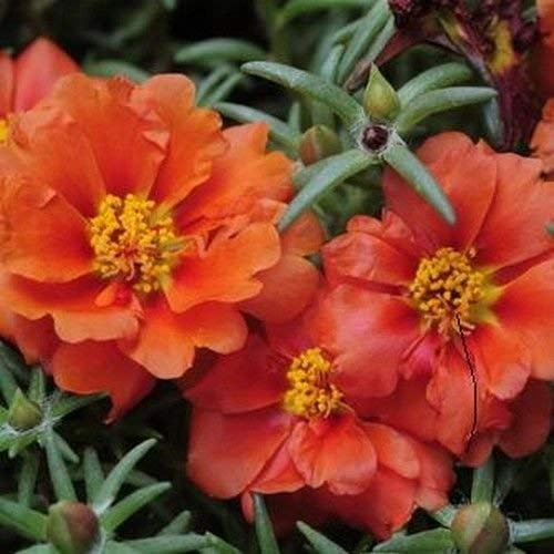 Semi Portulaca Moss Rose Orange Bodendecker (Portulaca Grandiflora) 200 + Semi