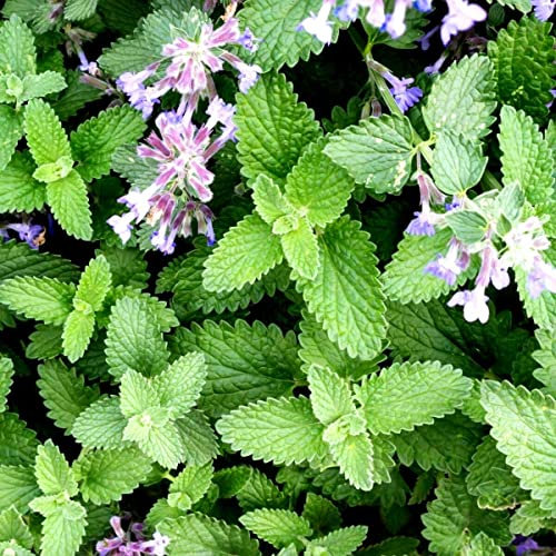 Buy4seeds 1800 Seeds Catnip Catmint Nepeta cataria Useful for Gardening (1800 Seeds) Easy to Grow