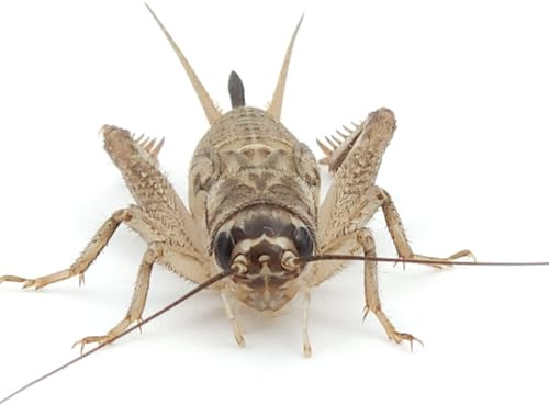 Eurocrickets | Levande hussyrsor storlek nr 3 (8–10 mm) Liten-Medelstor | Mega Pack – 1000 st | foderinsekter för geckos