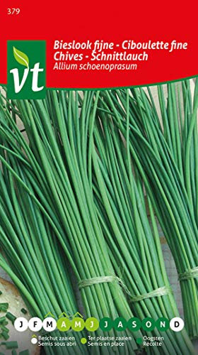 Schnittlauch Allium Schoenoprasum, frisches Kräuter, mit feinem Zwiebelgeschmack, Samen