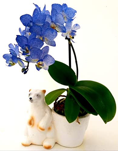 POWERS TO FLOWERS - ORCHIDEA PHALAENOPSIS BLU, MINI IN VASO CERAMICA ORSO POLARE, Pianta Vera