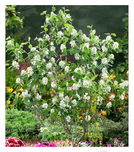 BALDUR Garten 1x Felsenbirne Amelanchier 'Greatberry® Garden', Pflanze im 9x9 cm-Topf, ausgefallene Blüte, leckere Früchte, winterharter Zierstrauch, pflegeleicht, mehrjährig, ideal für Beet & Kübel