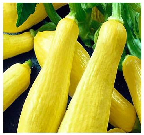 20 Straightneck Squash Seeds | Non-GMO | Fresh Garden Seeds