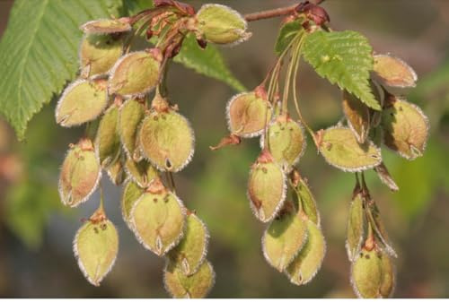 Flatterulme Ulmus laevis 1000 Samen