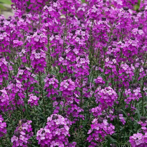 Erysimum Bowles Mauve - WallFlower | Outdoor Hardy Perennial Plants Garden (15-25cm Incl. Pot)