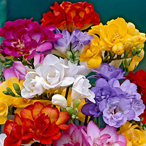 Double Flowering Freesia Mixed x 30 Bulbs Beautiful Scent. Pretty Mixed Colours. Size 5/6