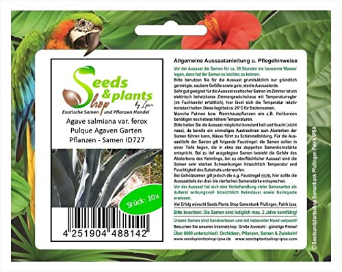 Stk - 10x Agave salmiana var. ferox Pulque Agaven Garten Pflanzen - Samen ID727 - Seeds & Plants Shop by Ipsa