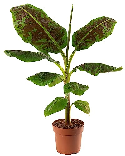 Musa Dwarf Cavendish, un bananier nain exotique d'intérieur, facile à cultiver et produisant des fruits.