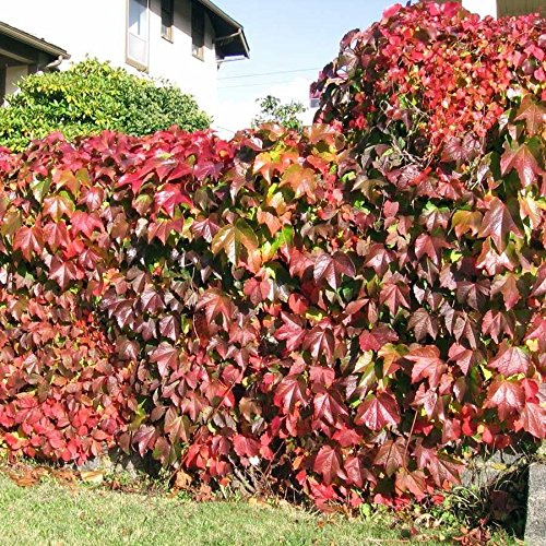 Boston Ivy Vine Virginia Creeper Parthenocissus tricuspidata Escalada 100 semi