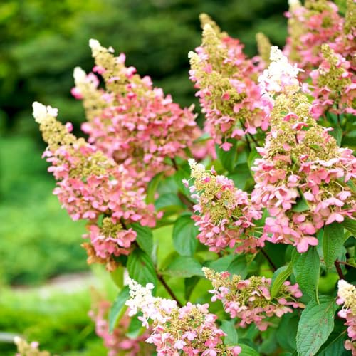 semi di ortensia a pannocchia - giardino da roccioso esotiche resistenti per il perenni 150pcs
