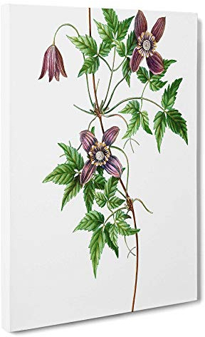 Alpine Clematis Flowers by Pierre-Joseph Redoute Canvas Print | Gallery Wrapped 30mm Frame Wall Art | 30x20 inches | Ready to Hang | Modern Floral Picture | Living Room Bedroom Lounge Office