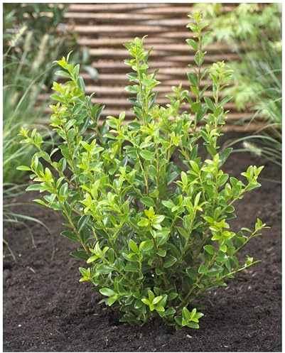 Stauden Gänge 25 x Ilex maximowicziana var. 'Kanehirae' Japanischer Ilex | Immergrüner Buchsbaum-Ersatz für Sonne bis Schatten, mehrjährig, schnittverträglich, 9x9 cm Topf
