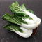 Saterkali Semillas de Mini Bok Choy, 100 Unids/bolsa Semillas de Mini Bok Choy Plántulas de vegetales comestibles frescas productivas naturales para granja Semillas Pak Choi