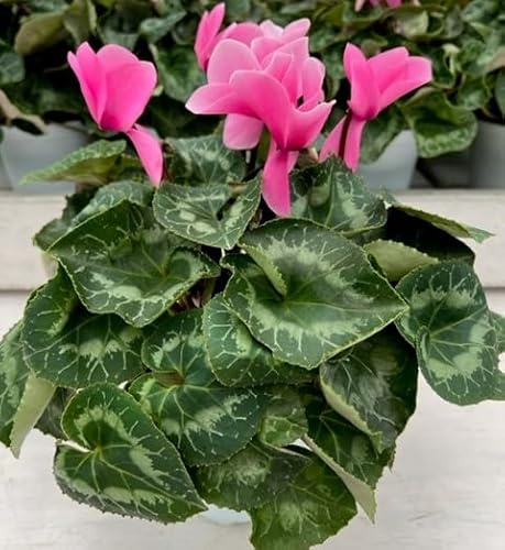 Ciclamino su vaso cm 14 in confezione da 4 piante