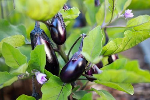 Viridis Hortus - Aubergine Black Beauty - 40 Vegetable Seeds - Heirloom Variety